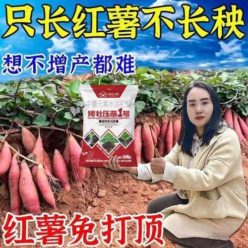 【红薯不打顶】红薯控旺药红薯矮化灵控旺只长红薯不长叶提高产量