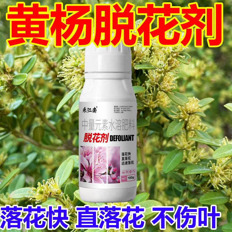 黄杨树落花黄杨落花去花去果提高养分吸收促生长盛花期不要错过