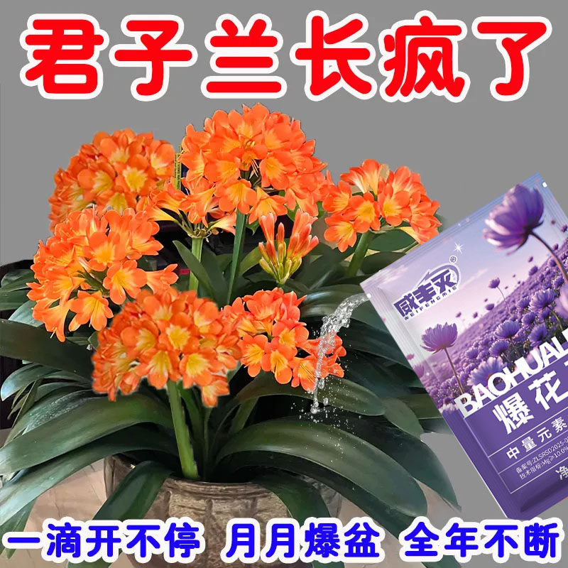 【专治不开花】君子兰快速拔箭授粉专用营养肥防黄叶不对称催花剂