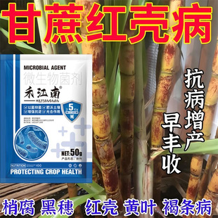 甘蔗红壳病专用药稍腐黄叶黄斑花叶铁锈卷叶叶斑黄化黑穗病害全清