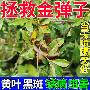 金弹子专用肥药爆根剂促花挂果治黑斑病黄叶炭疽专用剂杀虫杀菌剂