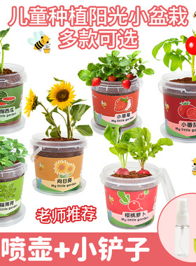 儿童种植小盆栽向日葵种子草莓创意礼品幼儿园义卖新年礼物小学生