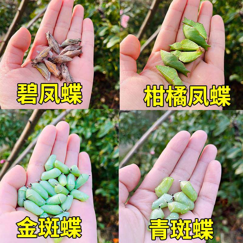 蝴蝶蛹可孵化无毒认主凤蝶绿带翠凤蝶碧凤蝶蓝色多品种蝴蝶卵孵化