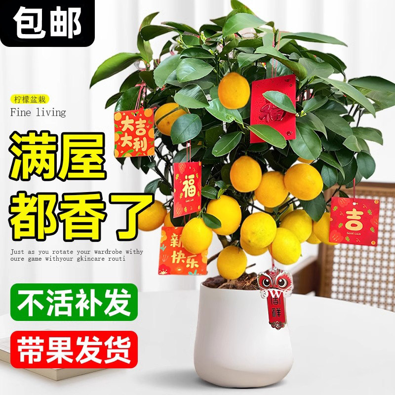 柠檬树盆栽老桩带果可食用办公室客厅阳台新年宵花卉绿植物果树苗