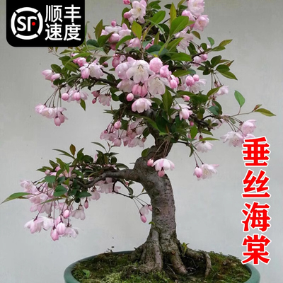 垂丝海棠花盆栽鲜花老桩