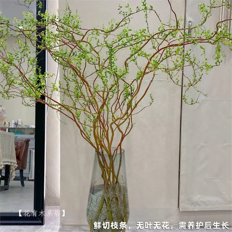 龙柳鲜枝客厅水培植物花卉室内盆栽好养活旺宅绿植干支雪柳鲜切