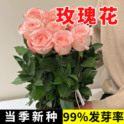 玫瑰花种籽子庭院阳台四季