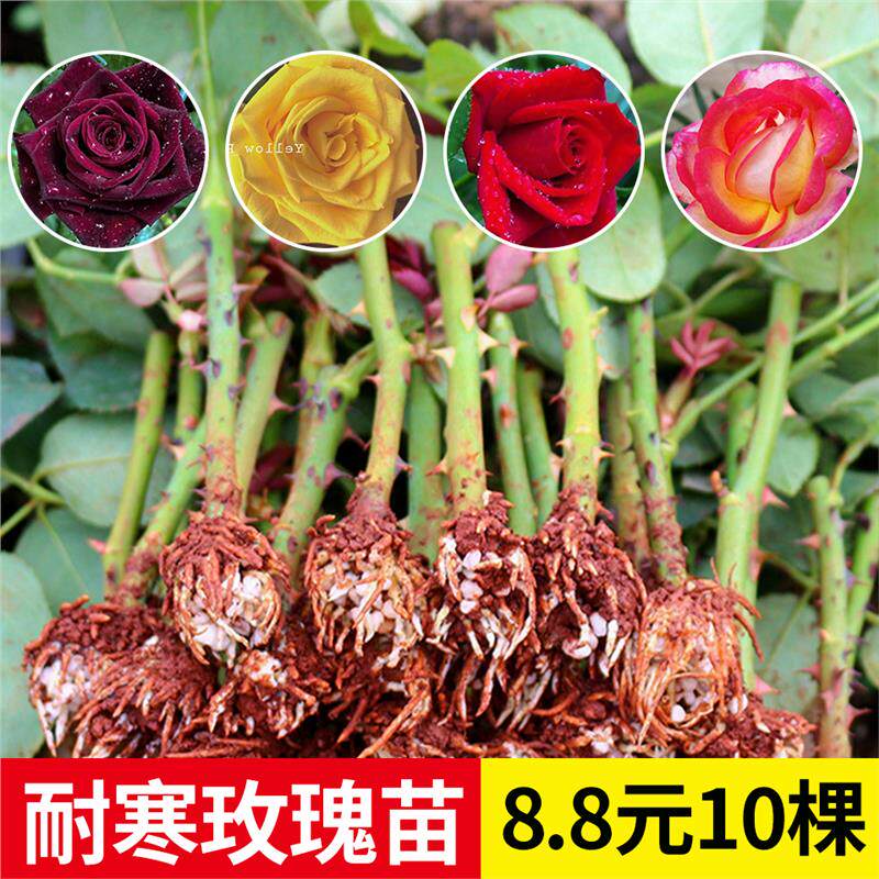 云南直发10棵玫瑰花苗小苗红玫瑰黑巴克扦插月季四季开花浓香大花