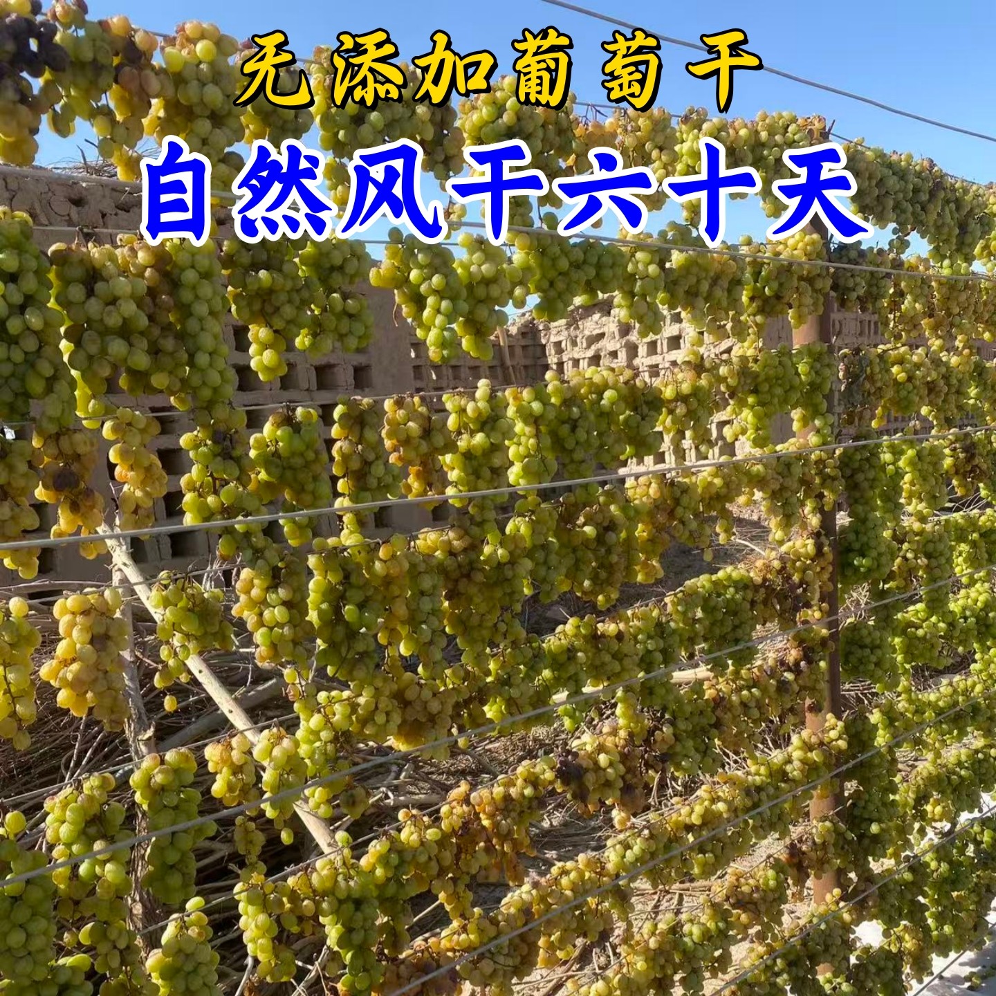 新疆吐鲁番黄提葡萄干自然晾晒无速干剂香甜孕妇小孩零食包邮直发
