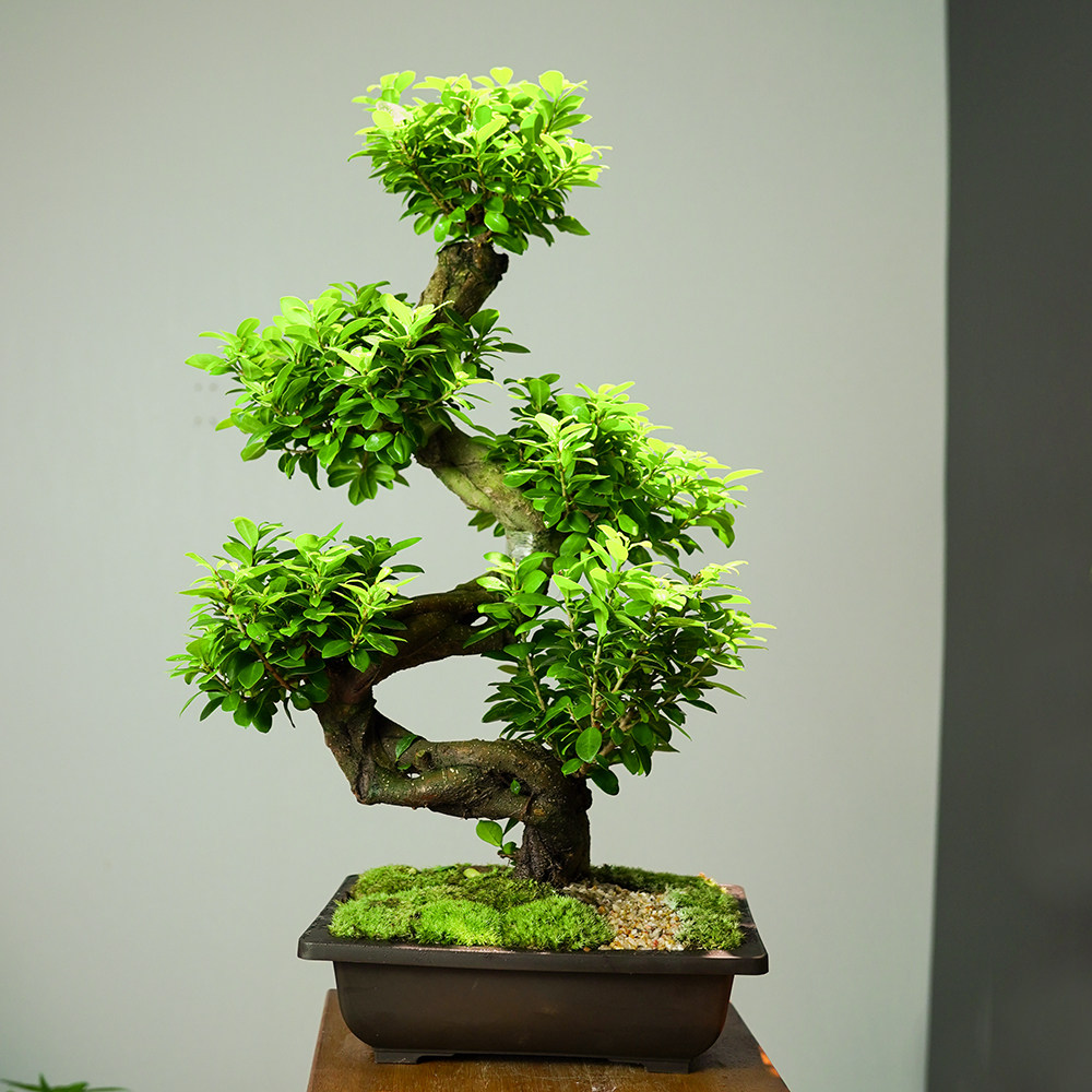 榕树小叶榕万年青大盆景室内植物装饰花卉绿植盆栽