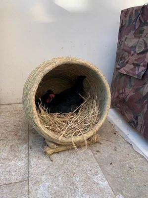 老式鸡窝鸡笼子家用室外竹编养鸡专用下蛋的围笼大号母鸡鸭子窝