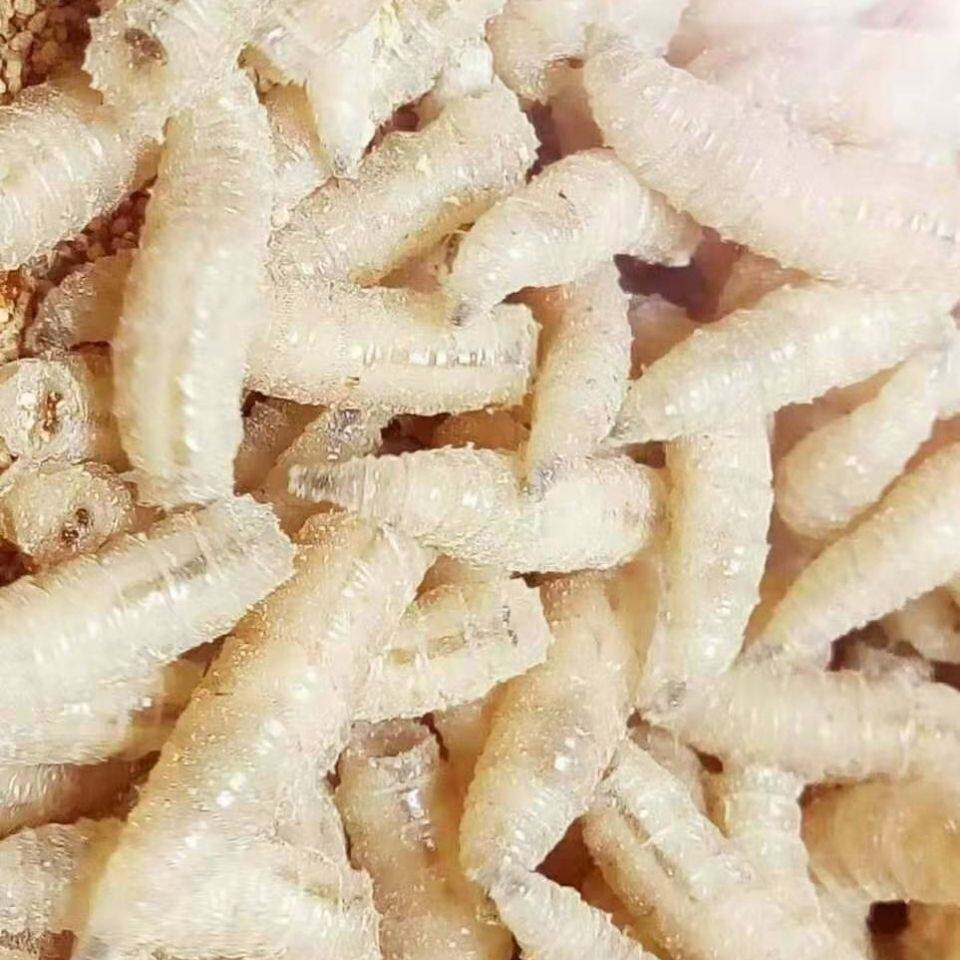 钓鱼蛆虫活体肉蛆蛆牙子活蛆活虫钓黄辣丁钓公鱼白蛆大条红蛆瓶装