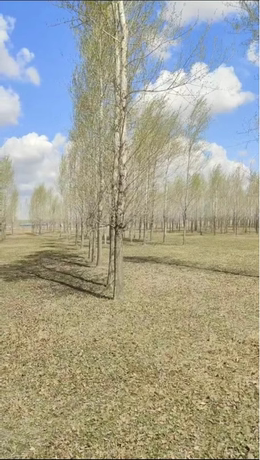 红星乡三合村牤牛屯东开荒地，占地面积30亩，杨树树株数1724颗