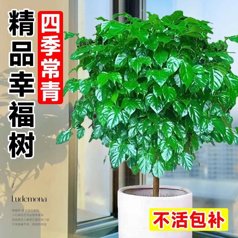 幸福树客厅大盆栽盆栽大颗净化空气新家吸甲醛平安树四季常青发财