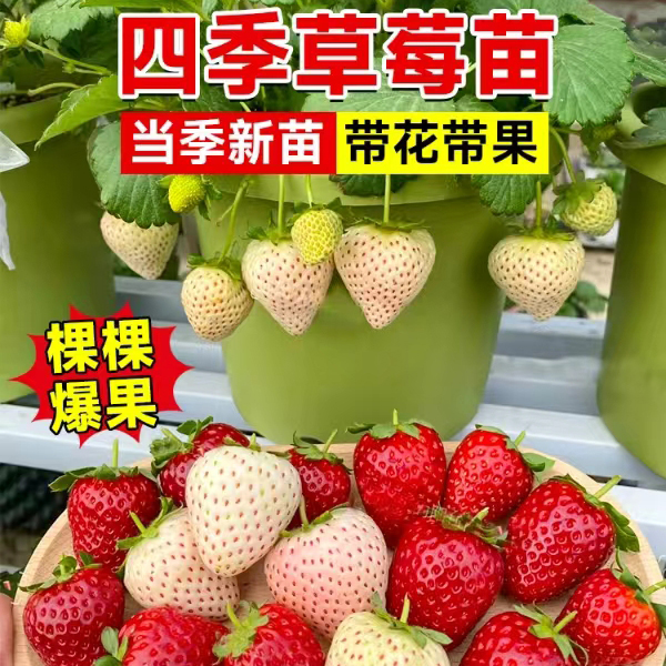 四季草莓苗盆栽带土奶油草莓秧苗食用南北方阳台庭院种植当年结果 鲜花速递/花卉仿真/绿植园艺 果树 原图主图