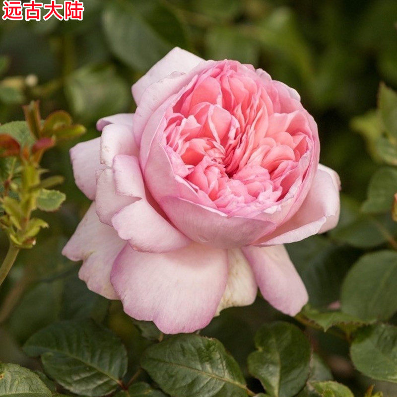 新品丹陶远古大陆/毛里提亚月季大花浓香庭院阳台盆栽四季开花