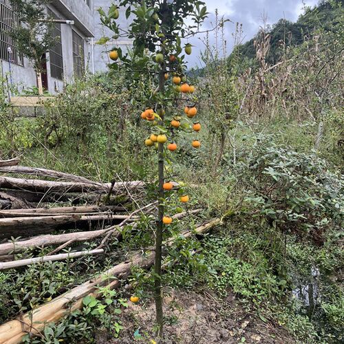 金弹子树桩老桩 观果盆景室内办公室盆栽绿植生桩 原生金弹子