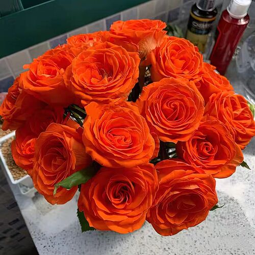 橙意月季 灌木大花 切花玫瑰 耐开直立 花期长