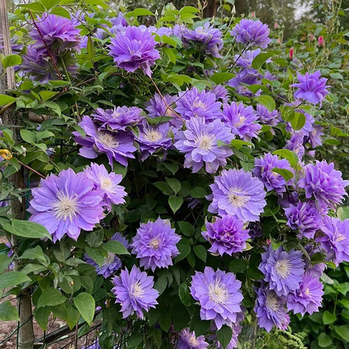 円空铁线莲花大苗爬藤花卉植物圆空大花K重瓣攀援爬藤阳台庭院四