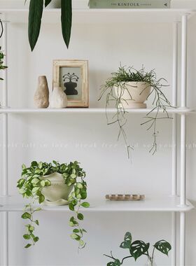 植物私生活 断叶休内锦球兰室z内客厅隔板架子桌面垂吊小型植物
