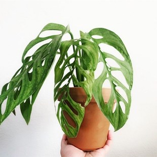大巨洞龟背芋ME巨洞MA安德森开洞仙洞锦斜叶龟 多孔爬藤植物盆栽