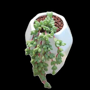 碧玉莲多肉植物开花盆栽新手好养肉肉植物室内创意花卉盆栽绿植