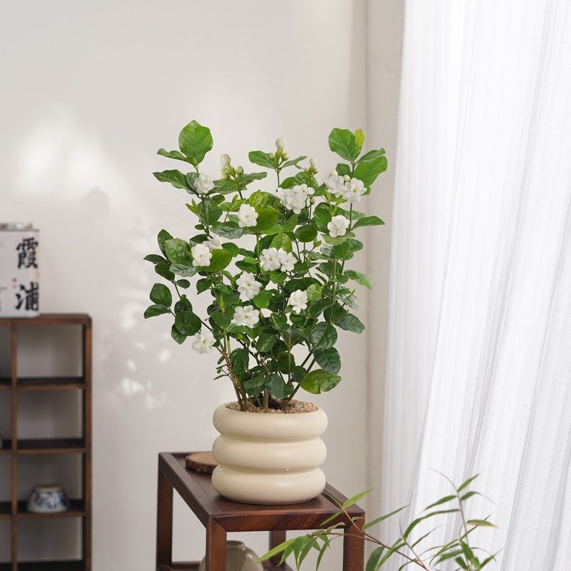 茉莉花盆栽植物室内开花绿植花卉办公室吸甲醛桌面阳台好养四季,鲜花速递/花卉仿真/绿植园艺,绿植,淘宝优惠券,粉丝福利购,淘宝优惠卷
