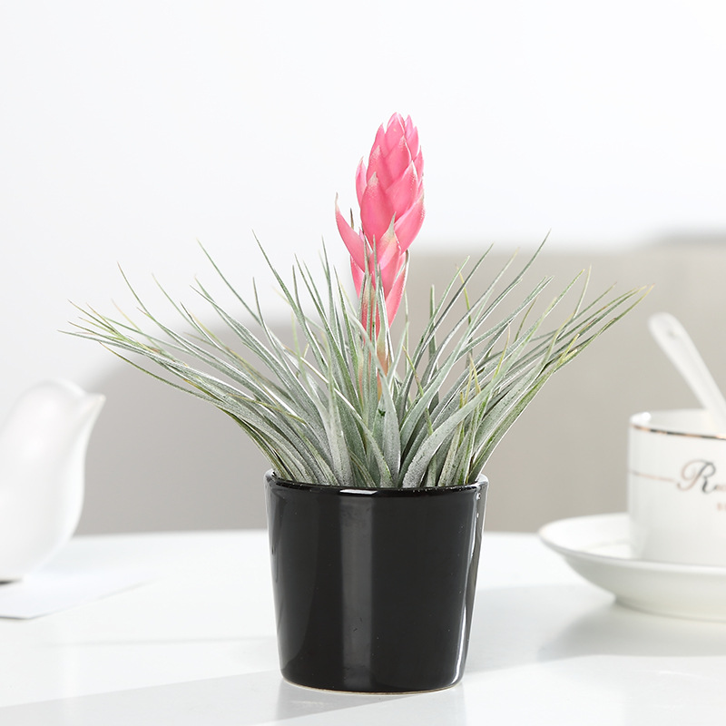 空气凤梨棉花糖植物懒人花卉无土绿植盆栽摆件阳台桌面花卉空凤君