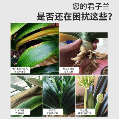 兰花育肥灵有开花骨语花营养土花肥料粉促叶肥机君子兰专用花脱脂