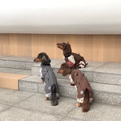 防寒腊肠犬宠物衣服秋冬冲锋衣猫咪比熊约克夏马尔济斯柯基中小型