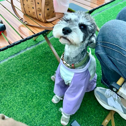 狗狗防尘裤遛弯裤春夏防脏小香风轻薄四脚裤腿套网红小型犬春夏服