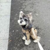 秋冬小狗帅气防寒狗狗超萌宠物专用户外防风防水夹棉保暖冲锋棉服