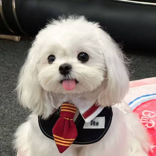 宠物口水巾格兰芬多狮院学院风猫咪围脖装饰狗狗口水巾大型犬小狗