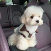 保暖爱心可爱猫咪衣服冬装 秋冬洋气卡通可爱风格 宠物狗狗毛衣冬季