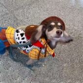 宠物衣服秋冬薄款 防寒卡通可爱变身装 帅气可爱牛仔风加厚四角衣