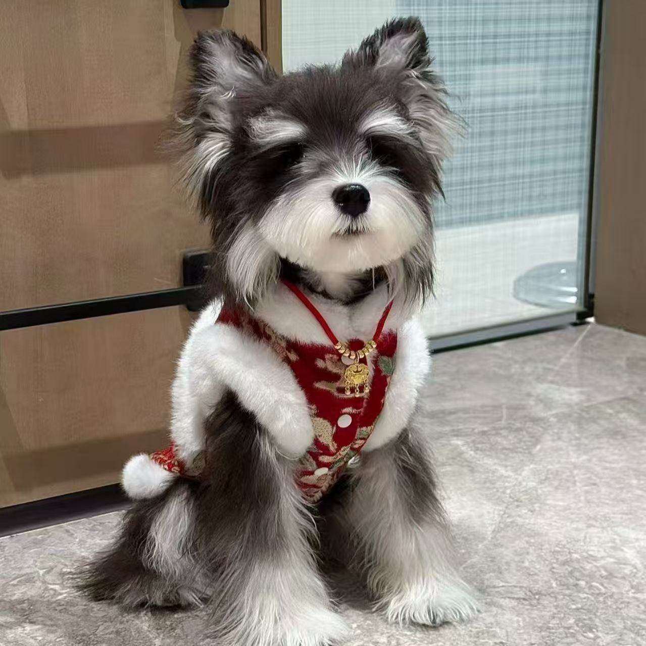 狗狗衣服冬季帅气马甲中小型宠物雪纳瑞比熊泰迪狗狗衣服过年喜庆,宠物/宠物食品及用品,狗宠物服装/雨衣,淘宝优惠券,粉丝福利购,淘宝优惠卷