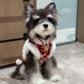 狗狗衣服冬季 帅气马甲中小型宠物雪纳瑞比熊泰迪狗狗衣服过年喜庆