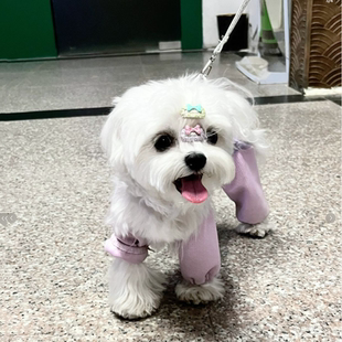 春夏防脏防虫轻薄四脚裤 腿套护腿小型犬春夏衣服 遛弯裤 狗狗防尘裤