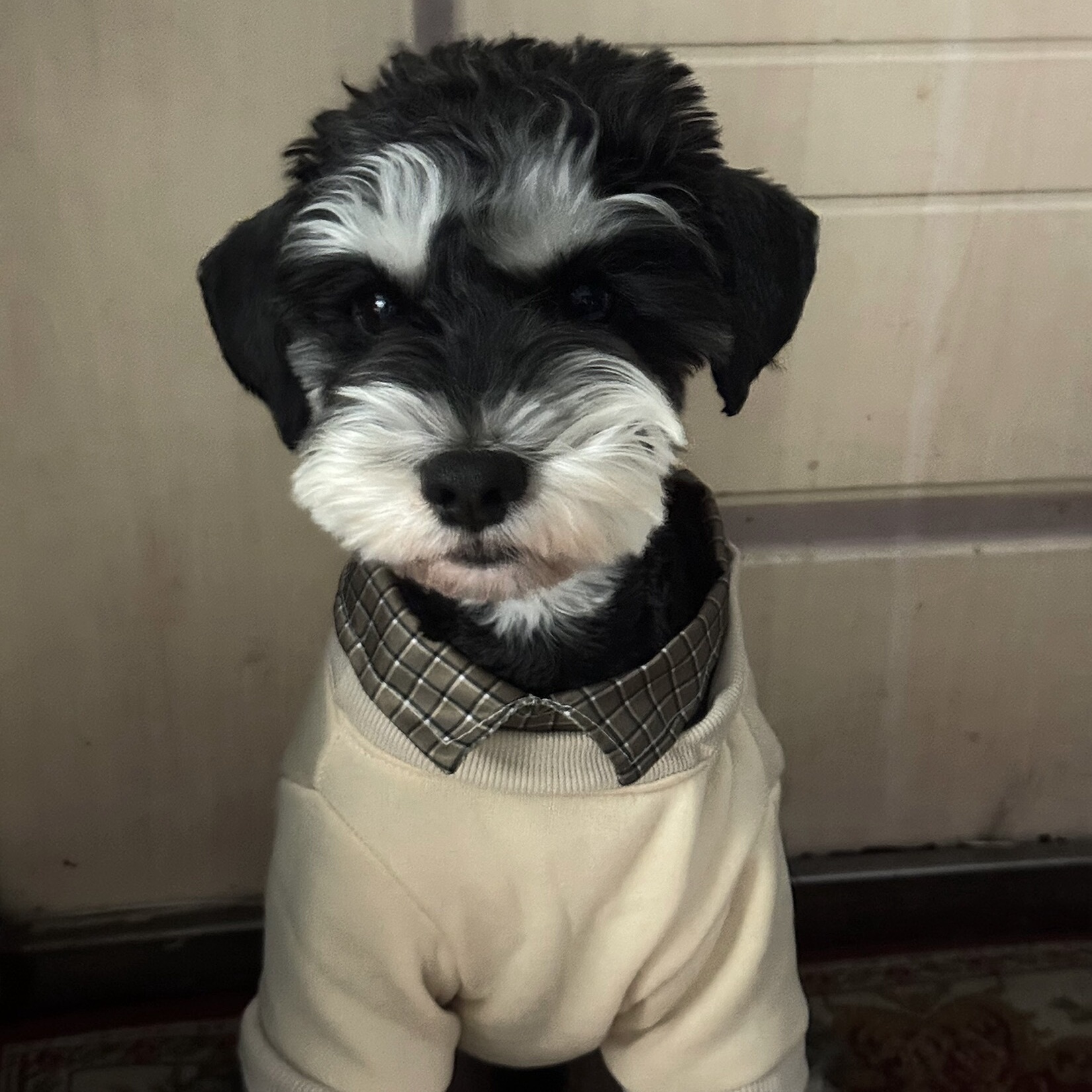 猫狗保暖舒适网红韩系宠物假俩件