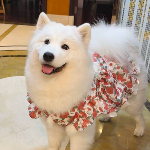 狗狗衣服中大型犬裙子春秋舒适防掉毛夏装玫瑰公主裙网红狗狗裙子
