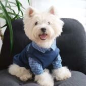 宠物猫新款 秋冬狗狗衣服西高地比熊马尔济斯小型犬假两件套头卫衣