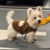 宠物狗狗衣服冬装 加绒保暖马甲小型犬泰迪雪纳瑞猫咪衣服2025新款