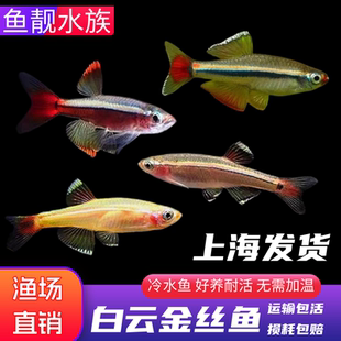 白云金丝鱼冷水鱼灯科鱼小型鱼原生鱼新手观赏鱼不加温不打氧好养
