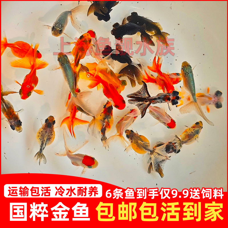 金鱼活鱼小金鱼观赏鱼冷水鱼鹤顶
