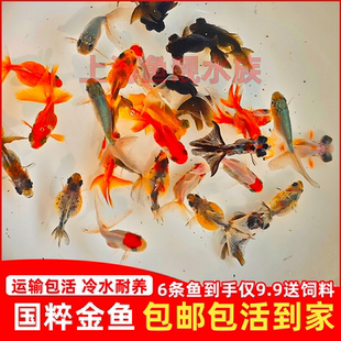 金鱼活鱼小金鱼观赏鱼冷水鱼淡水鱼鹤顶红黑龙眼碟尾珍珠兰寿丹凤