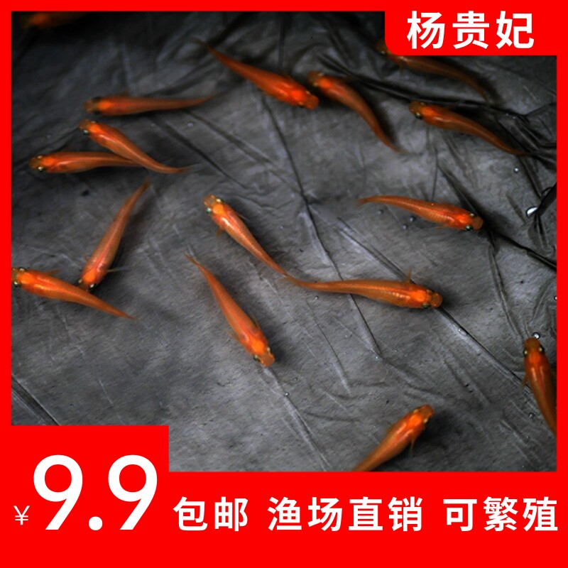 观背青鳉鱼红帝杨贵妃银干支银面铁甲小型不打氧不加温好养