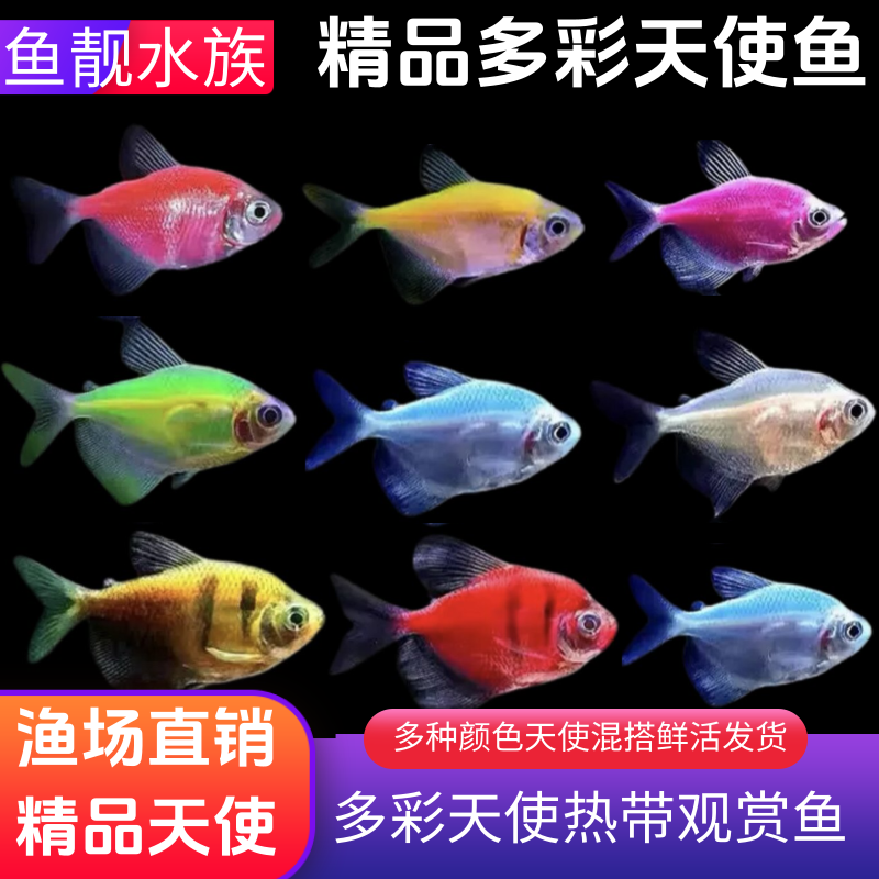 天使鱼七彩天使糖果天使观赏鱼热带鱼淡水鱼多彩天使孔雀鱼虎皮鱼