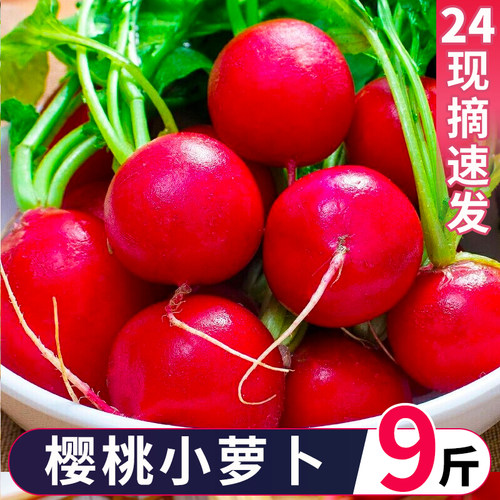 新鲜樱桃萝卜迷你生吃蔬菜