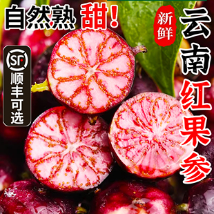 云南红果参高原特色马关红果参新鲜小红果新奇果算盘果果原产地