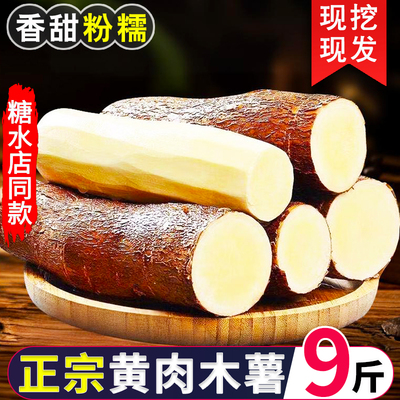 广西黄心木薯新鲜现挖特产黄肉面